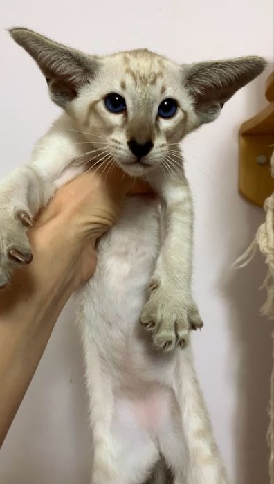 Орієнтальне кошеня