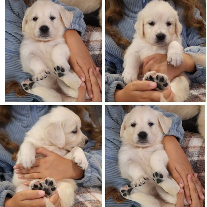 Golden retriever