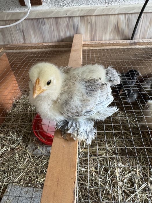 Інкубаційне яйце. Порода брама світла