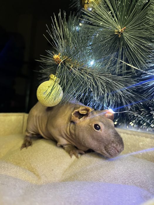 Морская свинка (скинни)