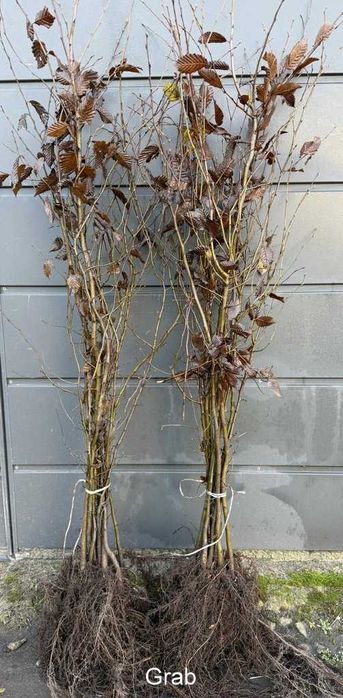 Grab Buk sadzonki EXTRA DUŻE na Żywopłot