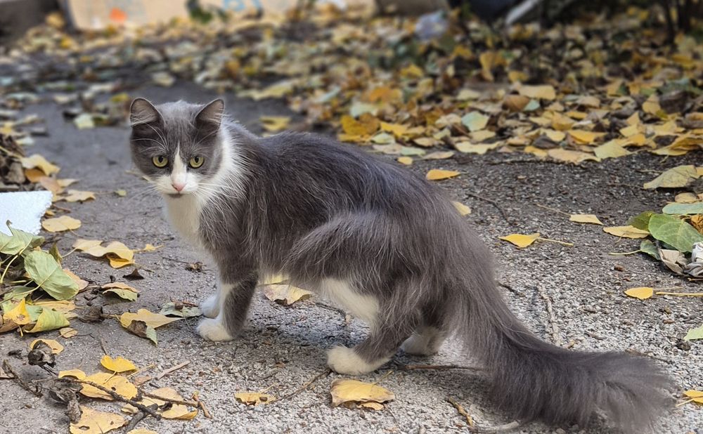 Кошеня підліток шукає дім