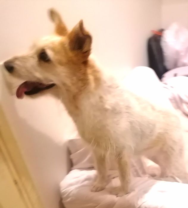 Marley  Adoção responsável