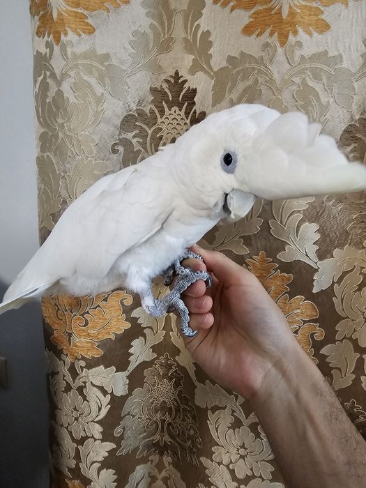 Papagaio Catatua