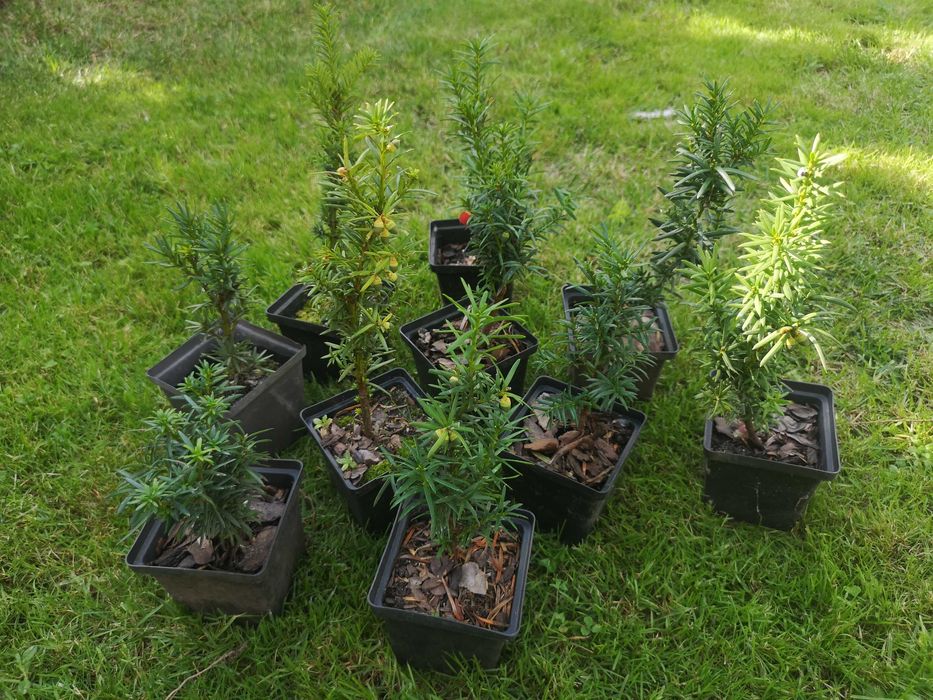 Cis pośredni Hicksii P9 na gęsty żywopłot
