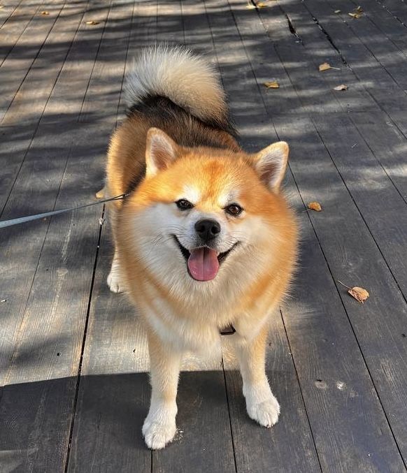 Вязка Помски ( Померанский шпиц / Хаски )