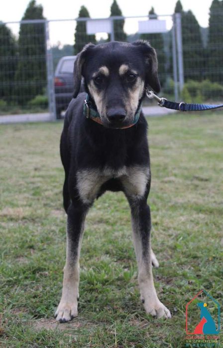 Młoda mała  sunia Kika szuka domu