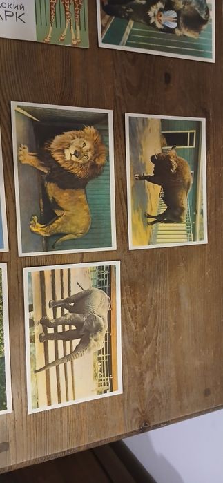Stare pocztówki, leningrad, ZOO, zwierzeta
