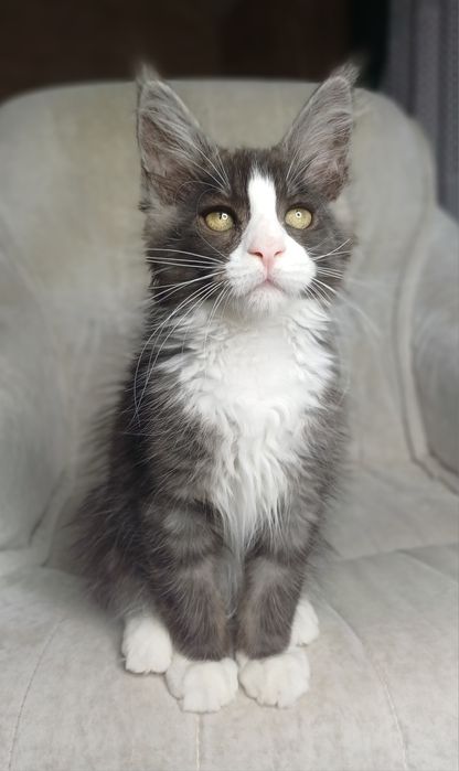 Maine Coon kocurek ns09