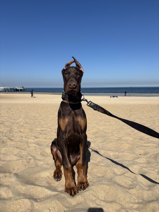 Sprzedam Dobermana Samca