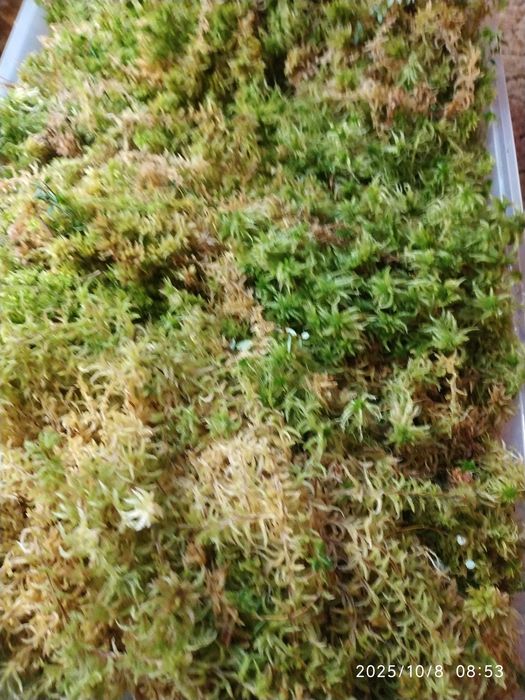 Живий мох сфагнум