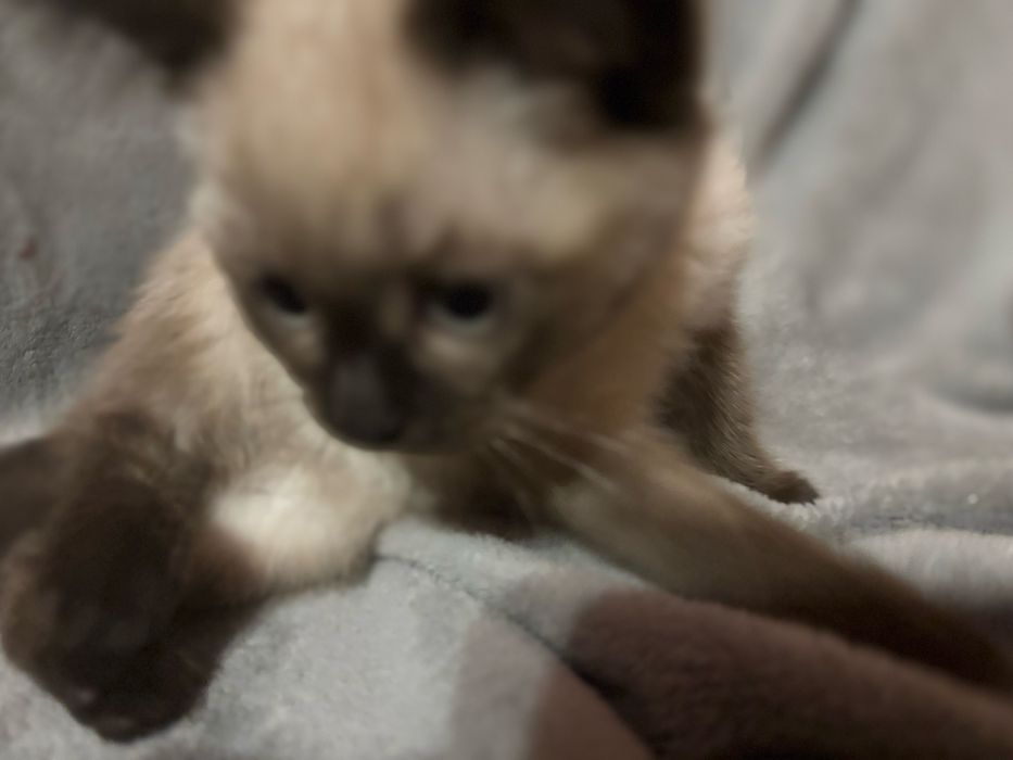 Кицюня шотландська забарвлення колор пойнт