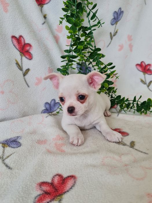 Excecional mini Chihuahua/Chiuaua de Qualidad,LinhagemRussa