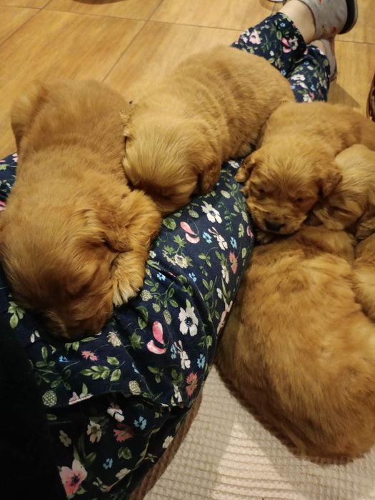 Golden retriever złoty