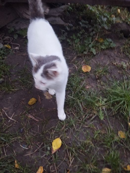 Молоденький котик 1.7-2 роки