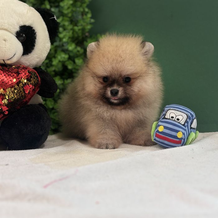 ляльковий Ведмедик шоу классу