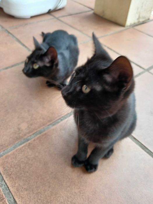 Gatinhos pretos com cerca de  4 meses