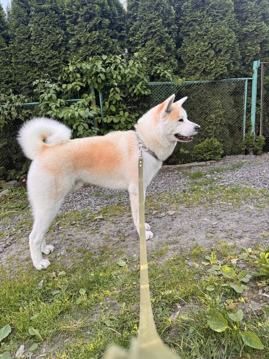 Акіта-іну,хлопчик. Вязка