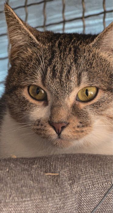 Молода стерилізована кішечка