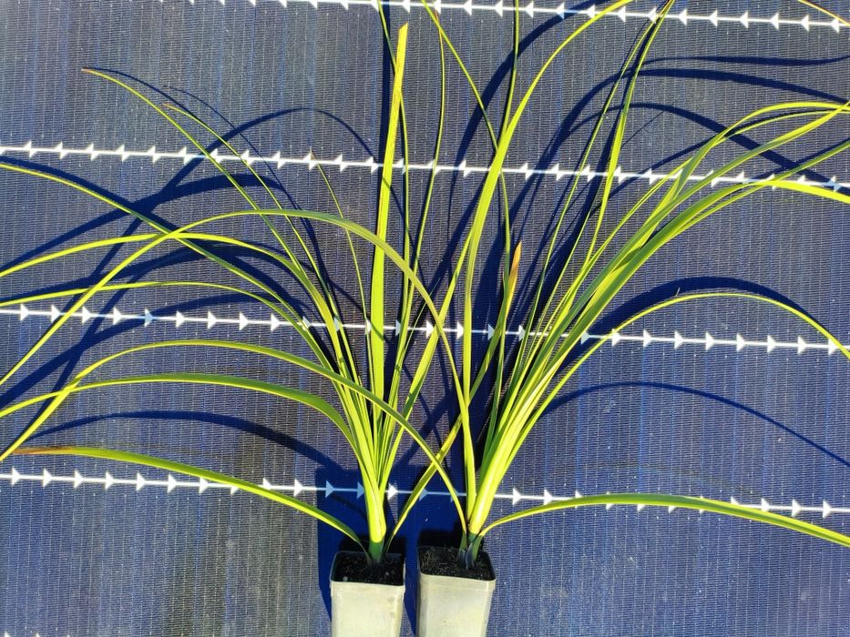 Nolina Hibernica Mrozoodporna (- 15 ) jak juka yucca kordylina palmy