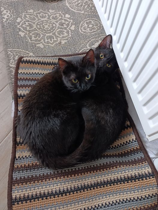 Два котика братика ищут дом.