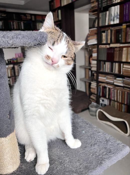 Фунтік. Дуже класний котик. Кастрований