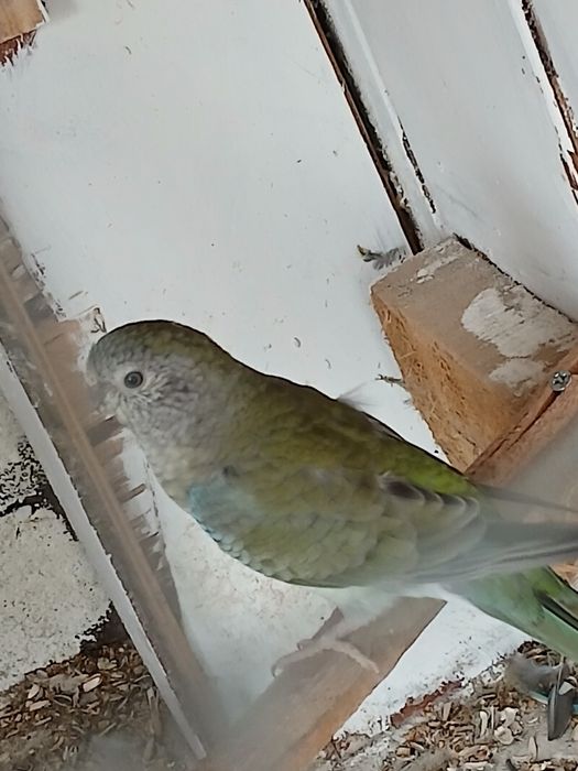 Fêmea de 2024 para venda red rumped