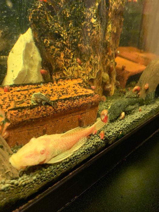Peixes Ancistrus