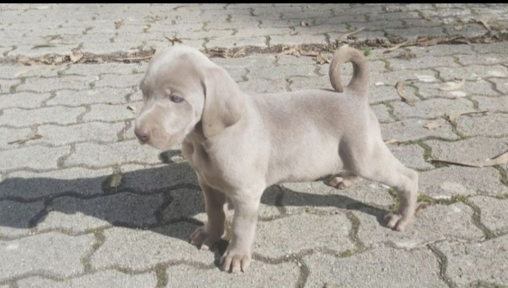 Weimaraner com lop