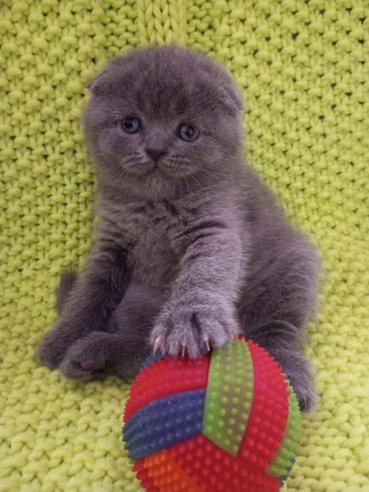 Вислоухие котята
