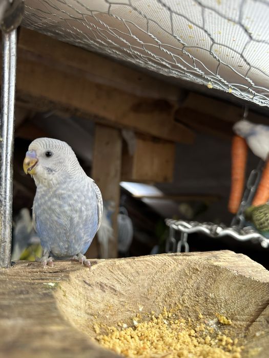 Periquitos australianos