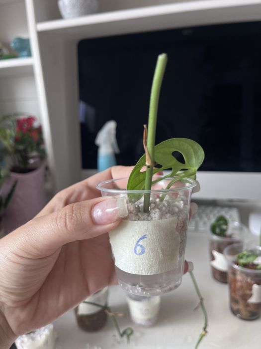 Monstera monkey / monstera adansonii