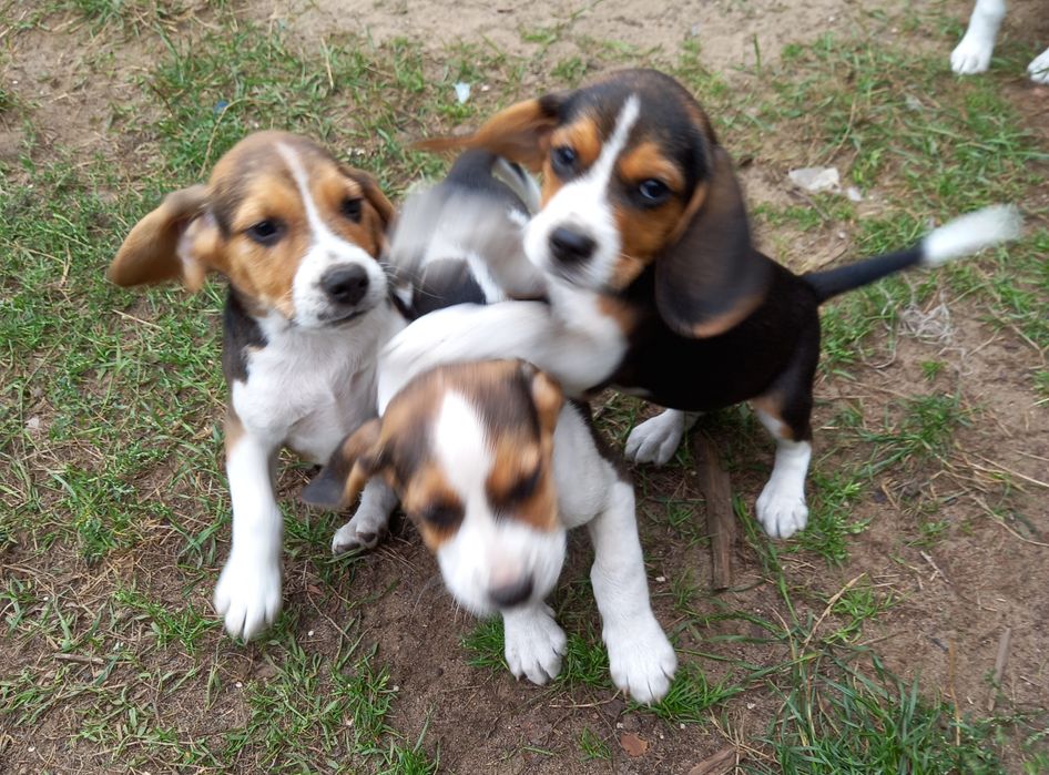 Szczeniak Beagle (Dogs Of The World).