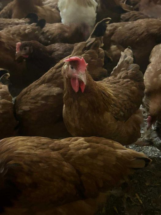 Kury nioski z własnej hodowli kurki z pierwszym jajkiem wszystkie rasy