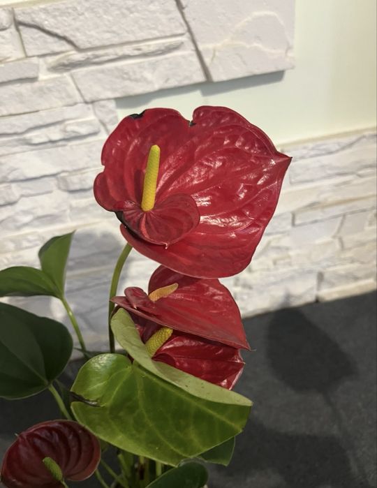 Антуріум! Розпродаж!Уцінка!