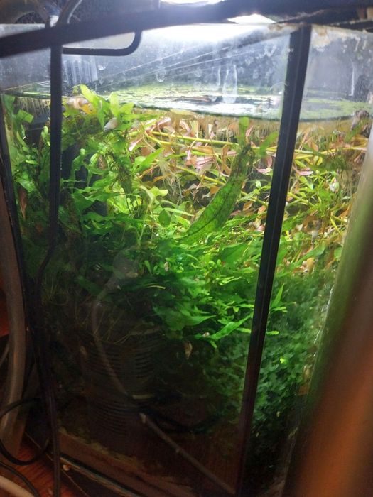 Zestaw akwariowy z roślinami- 6 kątne akwarium 29.5l