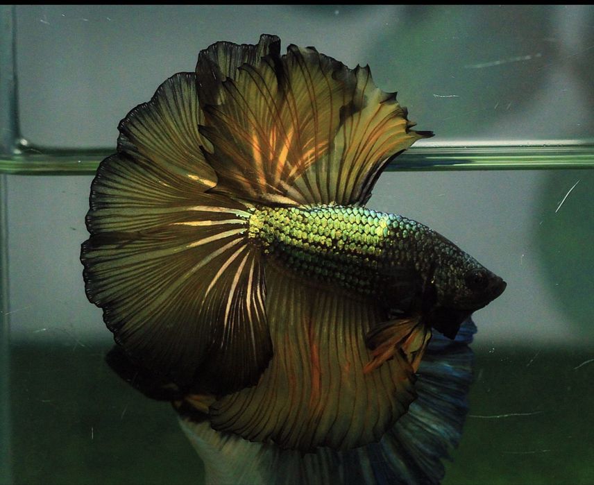 Bettas de seleção -Variedades de Importacão