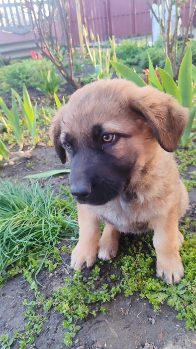 Цуценя німецької вівчарки та алабая