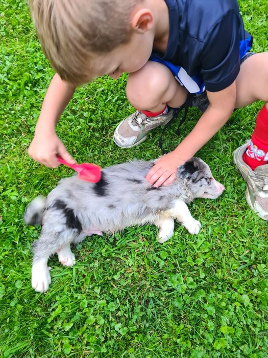 Border collie Blue merle