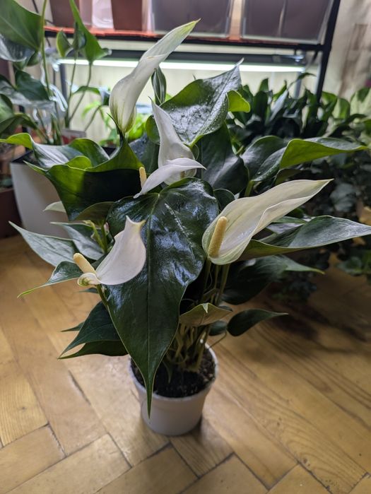 Антуріум білий Ліллі та інші 9 сортів