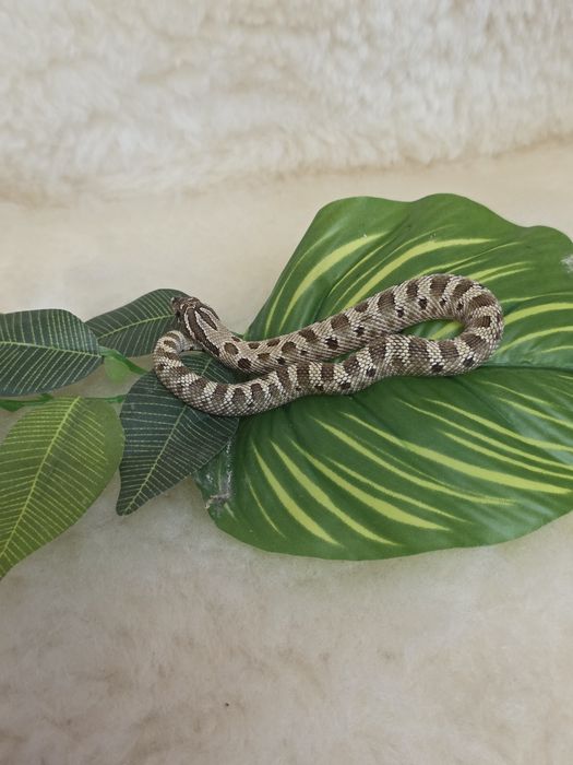 Heterodony zachodnie anaconda het. albino pos het. lavend