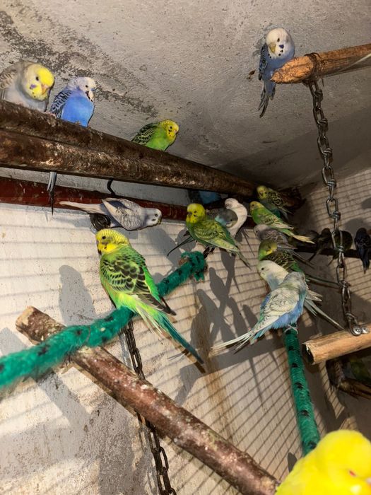 Papugi faliste tęczowe młode i pary lęgowe