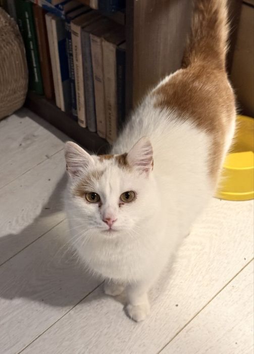Котик ласкавий кастрований. Дуже хороший