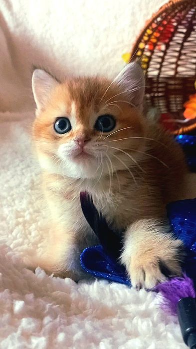 золоті шиншили котика