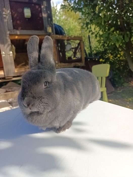 Wiedeński Niebieski WN Samica