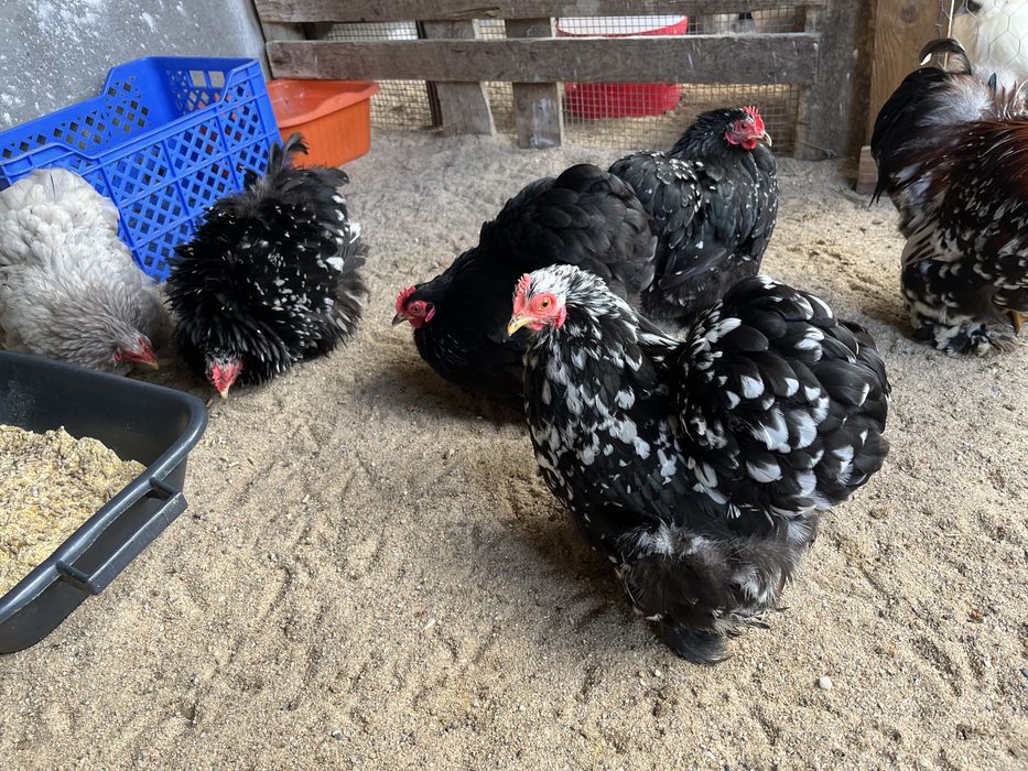 Ovos de Pekin para incubação