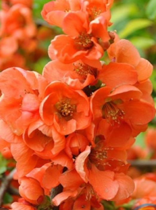 Продам саженцы  жимолости (каприфроль)