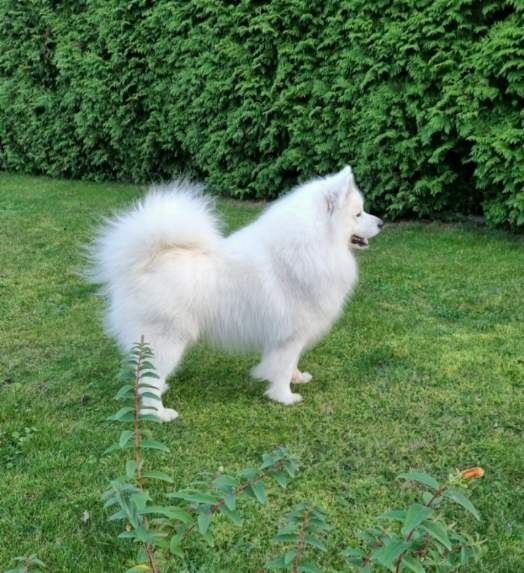 Samoyed szczeniak
