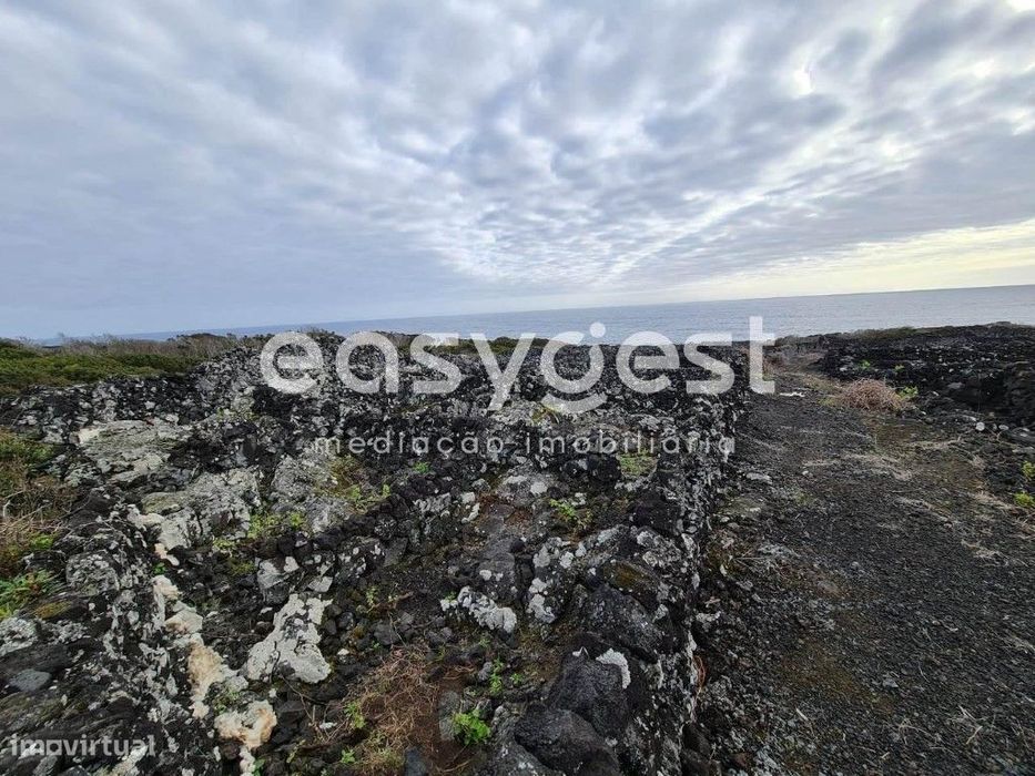 Terreno de vinha junto ao mar na zona da Mirateca na ilha do Pico