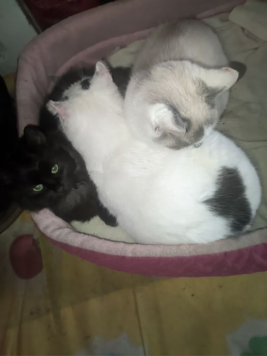 Отдам  котика  3 года и двух котят по годику ( Сторожинец)